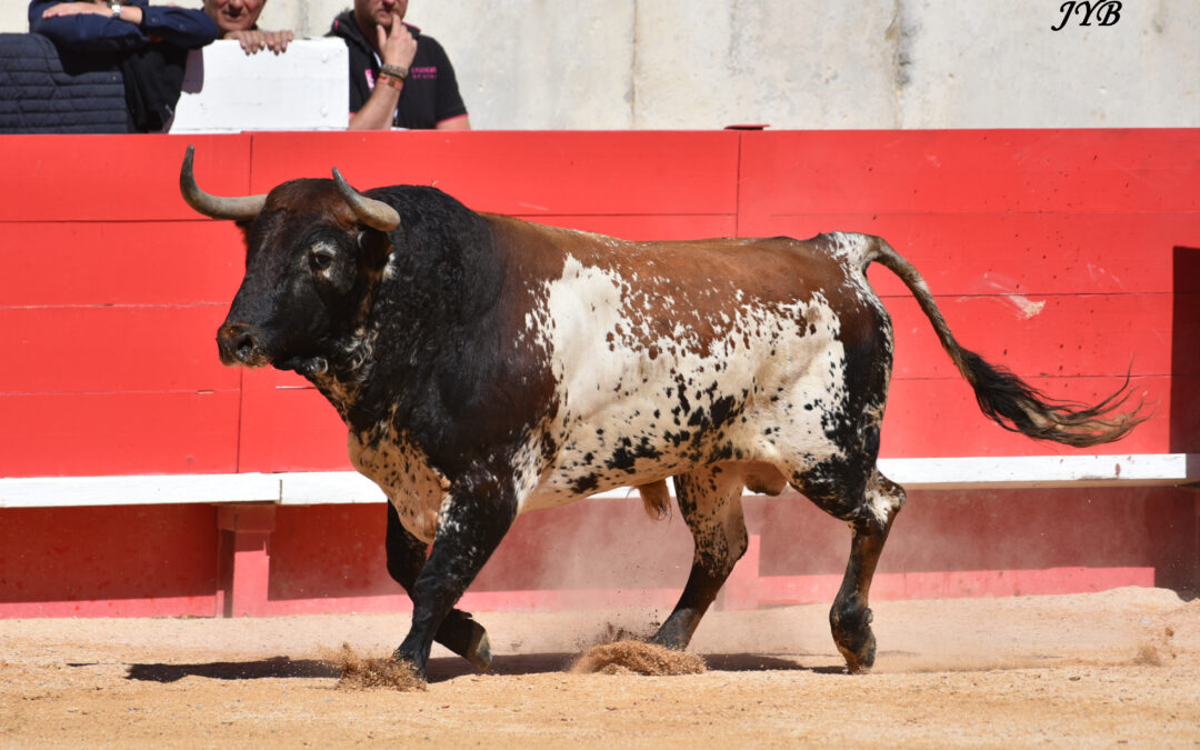 FERIA DU RIZ : les cartels
