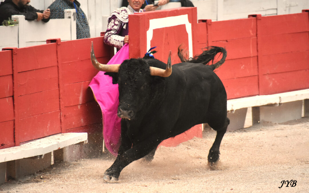 ARLES, VALVERDE : QUAND IL Y A DES TOROS…