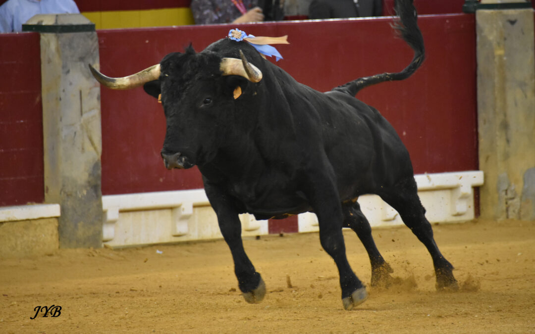 SARAGOSSE : CONCOURS, LA BEAUTE DES TOROS