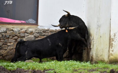 ROMARINS : L’EXPO 2025-26 ANNULEE