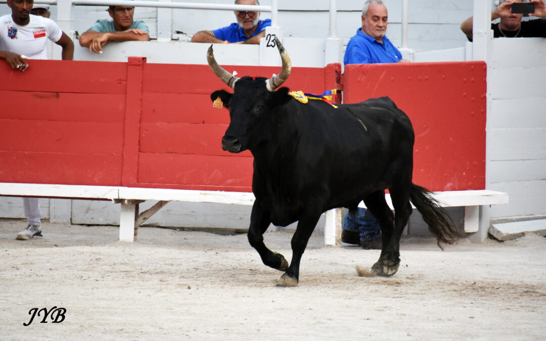 ARLES : C’EST PARTI AVEC LA COURSE CAMARGUAISE.