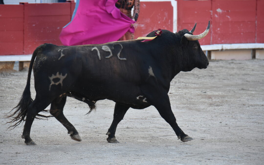 MARGÉ TRIOMPHE À ARLES