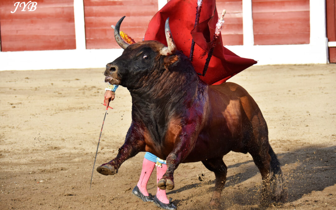 PHOTO DU JOUR : L’OEIL DU TORO