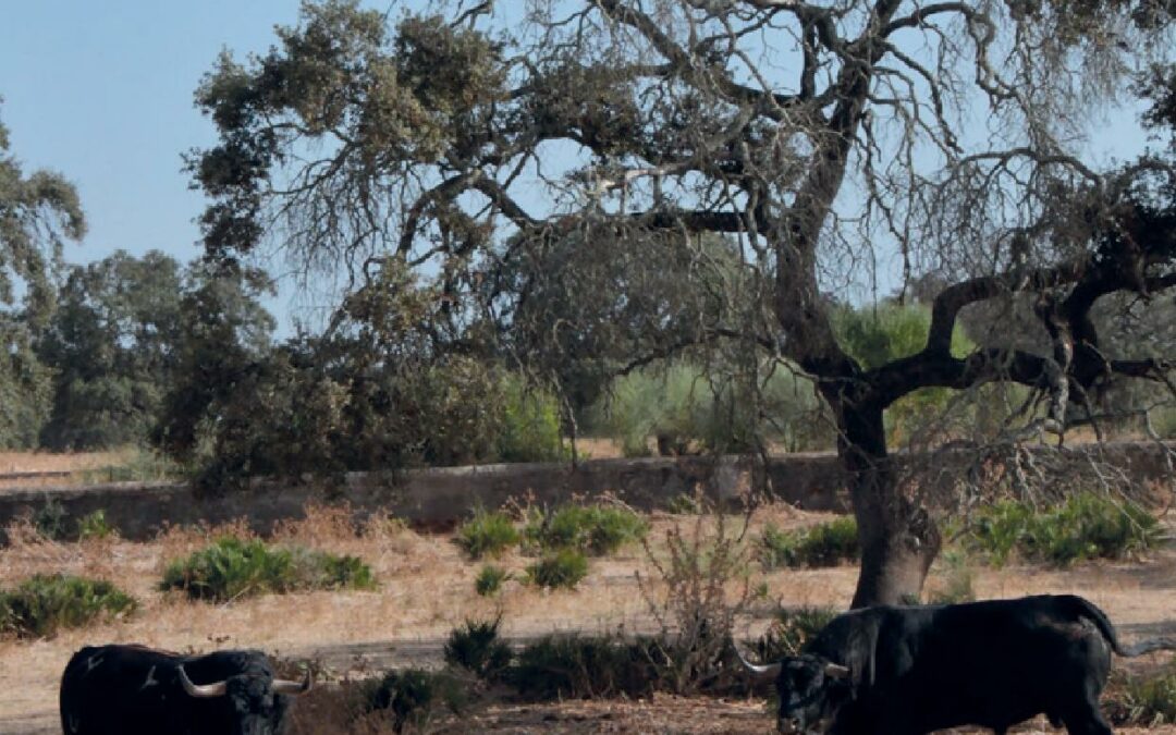 TOROS N°2252 PARAIT CE VENDREDI