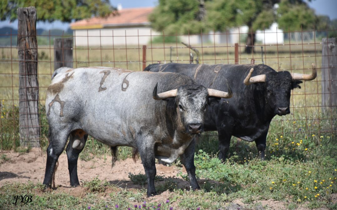 2026 : PARTIDO REVIENT A MADRID