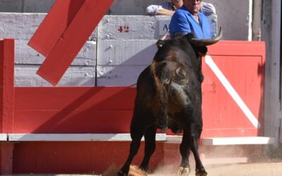 PHOTO DU JOUR : QUAND LE TORO ATTAQUE !