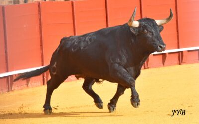 LA PALMOSILLA AU CLUB TAURIN DE PARIS le 12 FEVRIER