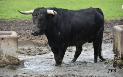 AU CAMPO ANDALOU, LES PIEDS DANS L’EAU !