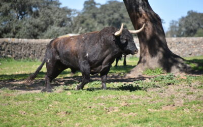 GANADERIAS : GABRIEL ROJAS