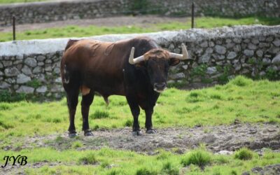 GANADERIA : LUIS ALGARRA