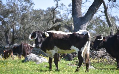 GANADERIAS : HERMANOS SAMPEDRO