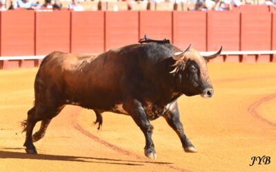 SANTIAGO DOMECQ TOUJOURS LA !