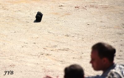 PHOTO DU JOUR : CHANCE OU PAS CHANCE ?