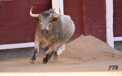MADRID : ESCOLAR GIL TOUJOURS AUSSI DIFFICILES !