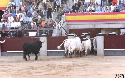 SAN ISIDRO : UNE DERNIERE DESOLANTE !