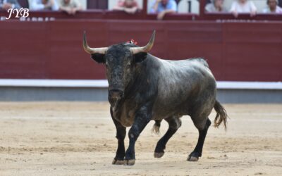 MADRID DURE CORRIDA D&rsquo;ADOLFO MARTIN