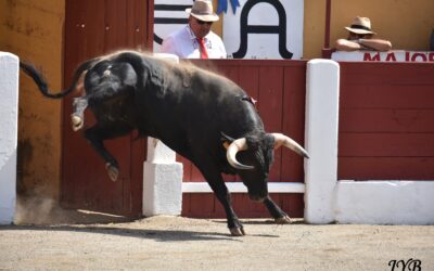 CERET : NOVILLADA D&rsquo;ISAIAS Y TULIO VAZQUEZ.