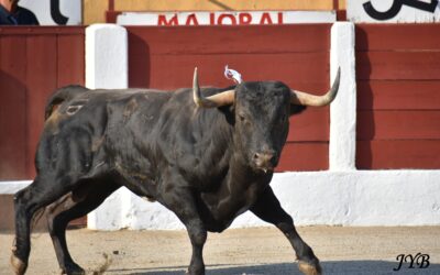 CERET : SALTILLO !