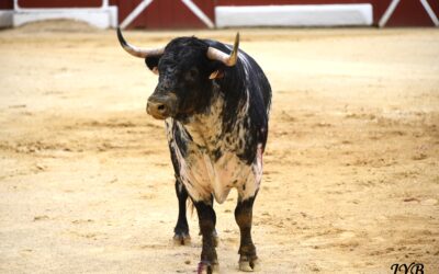 ORTHEZ : NOVILLADA. BONS TOROS D’EL PALMERAL