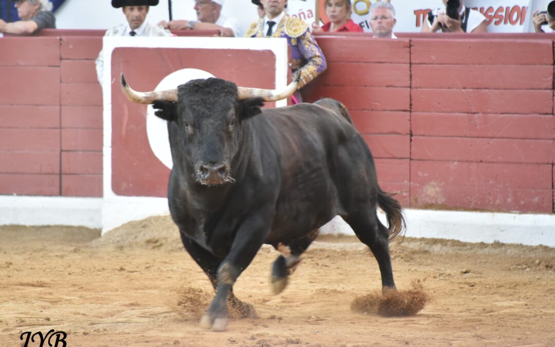 RETOUR A ORTHEZ (2) : DOLORES AGUIRRE.