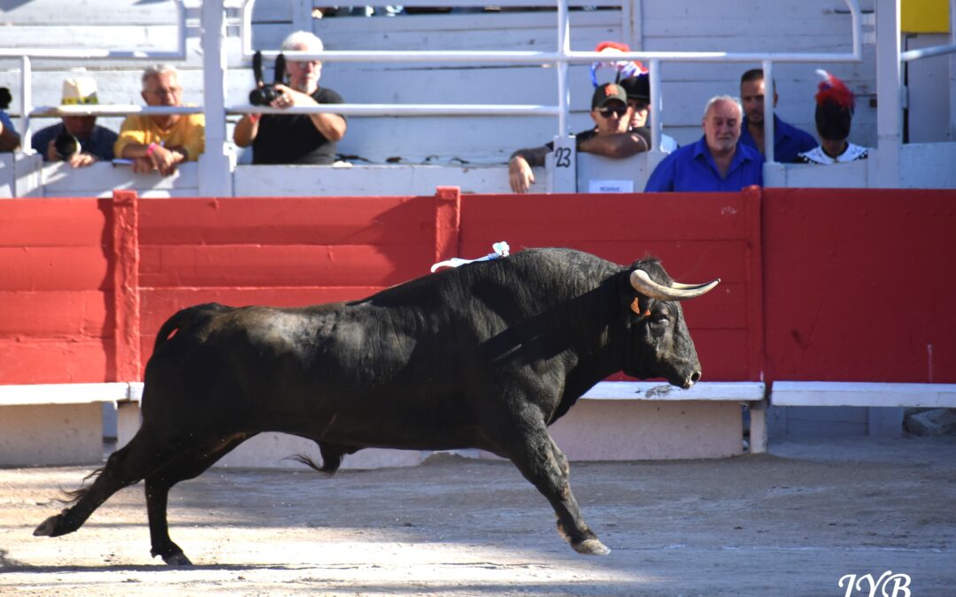 ARLES :RETOUR SUR LA CORRIDA DE PAGES MAILHAN