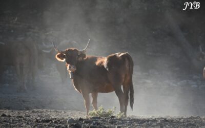 PHOTO DU JOUR : GANADERIA RETA DE CASTA NAVARRA